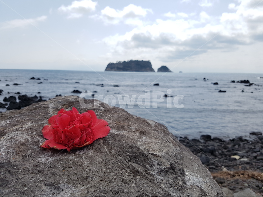 제주도,동백꽃,바다,서귀포,자연,자연,풍경,nature,landscape,한국자연풍경,한국자연경관,korea nature landscape,제주도,jeju,jeju island,꽃,flower,promontory,곶
