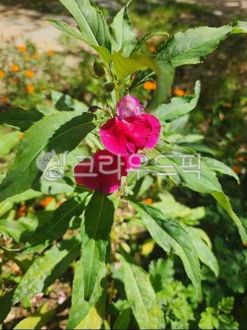 봉선화,봉숭아,여름꽃,여름분홍꽃,늦여름꽃,가을꽃,진분홍꽃,분홍꽃,야생화
