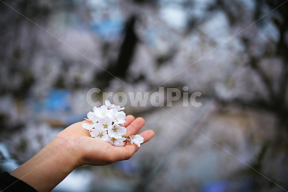 자연풍경,감성사진,꽃,식물,봄,4월,벚꽃,봄,계절,spring,season,식물,자연,plants,nature,꽃,flower,사람,인물,인간,human,person,신체일부,몸,body,감성,sensible,feeling,plant