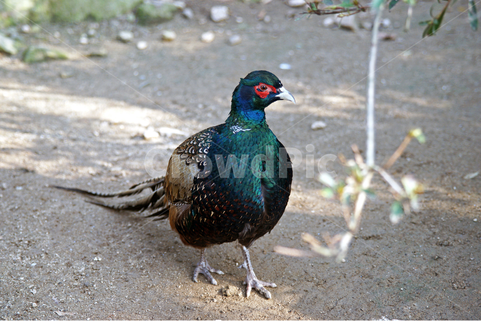 꿩,조류,pheasant,장끼,동물,새,텃새