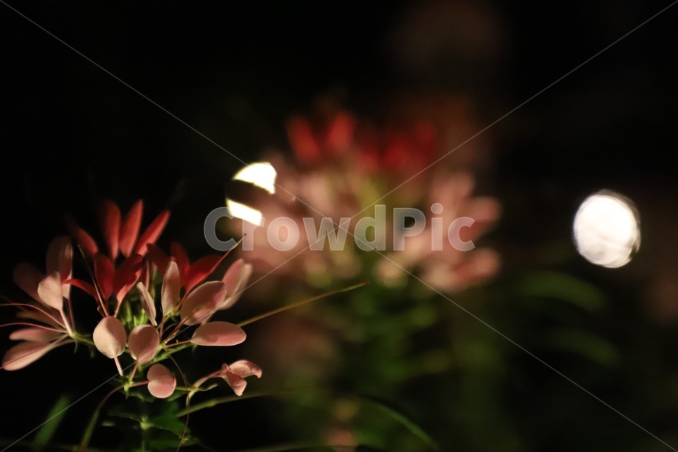 lighting,조명,plant,식물,꽃,식물,자연,plants,nature