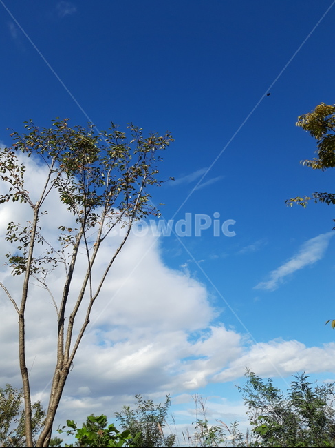 nature,자연,outdoors,옥외,plant,식물,tree,자연,풍경,nature,landscape,나무