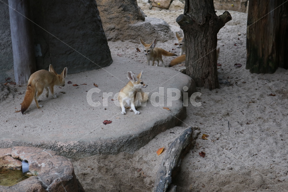 사막여우,여우,동물,동물원,페넥여우,동물,animal,포유류,mammal