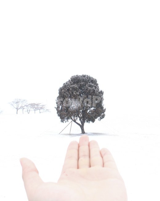 겨울,눈,서울,나홀로나무,감성,공원,첫눈,선물,분위기,감성사진,행복,기쁨,소원,꿈,겨울,계절,winter,season,식물,자연,plants,nature,나무,trees,wood,사람,인물,인간,human,person,신체일부,몸,body