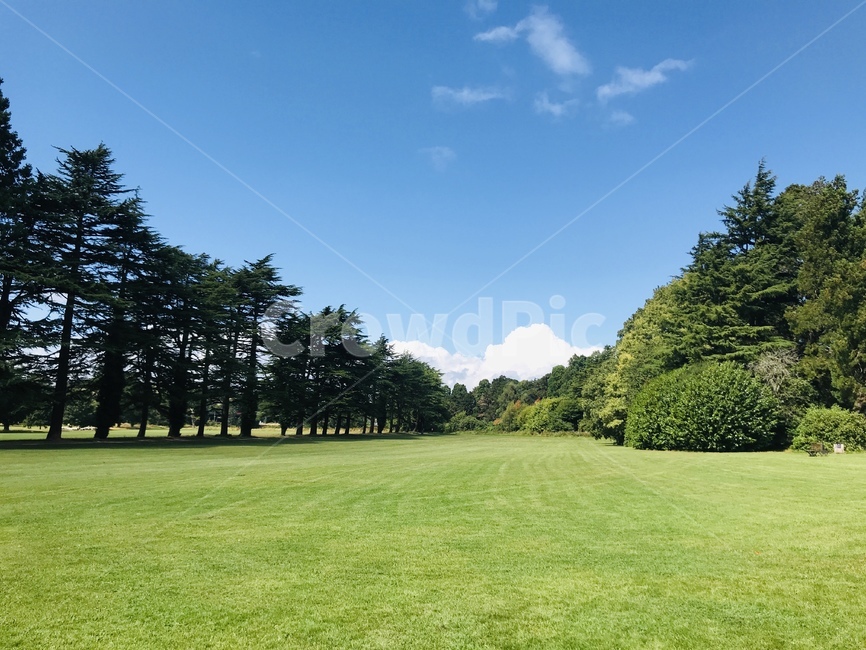 grass,plant,식물,lawn,잔디,outdoors,옥외,park,공원