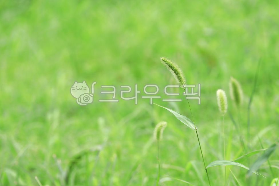 식물, 강아지풀, 자연, 잡초, 풀, 사진,이미지,일러스트,캘리그라피 - grium3890작가