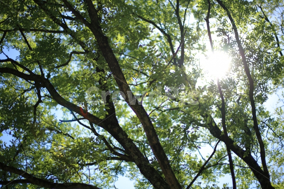하늘,태양,나무,빛,풍경,sky,sun,tree,식물,자연,plants,nature,나무,trees,wood,휴식,힐링,rest,relaxation,healing