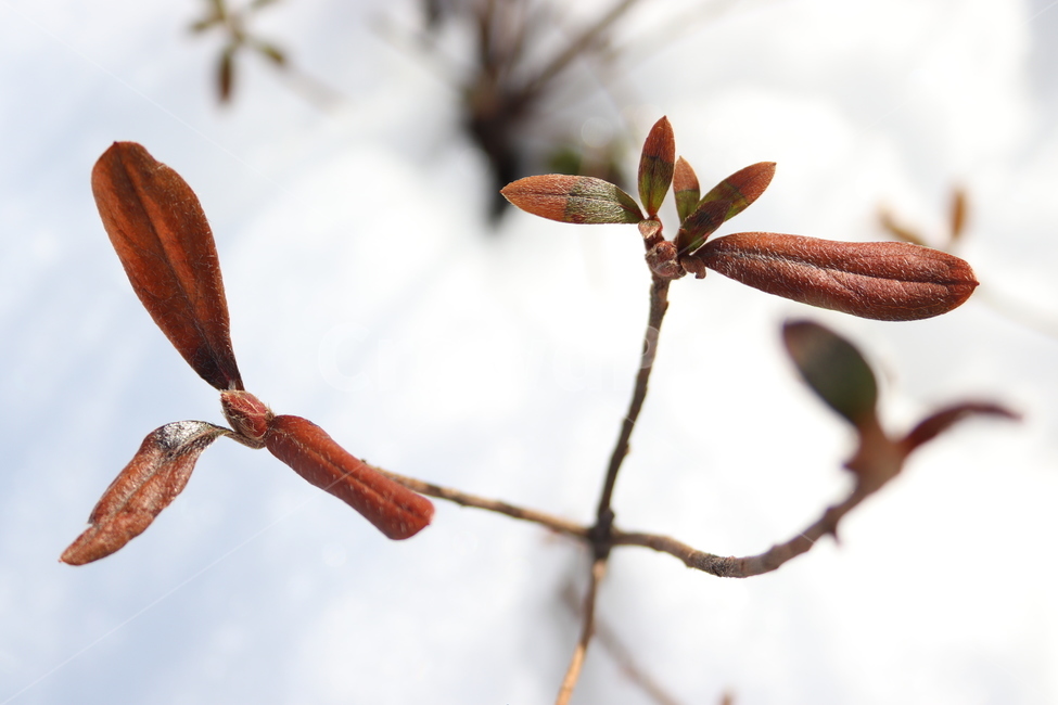 눈밭,눈,희망,겨울,풀,하얀,깨끗한,겨울,계절,winter,season,식물,자연,plants,nature