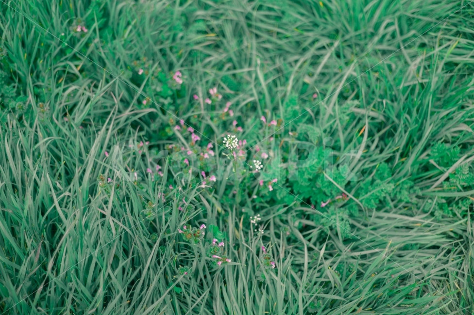 자연,녹색,잔디,작은꽃,야생화,감성,바람,흔적,그리움,봄,싱그러움,생기,nature,green,grass,small,flower,sensibility,wind,spring,식물,자연,plants,nature