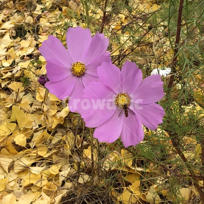 분홍,꽃,핑크,벌,풍경,식물,자연,plants,nature,꽃,flower