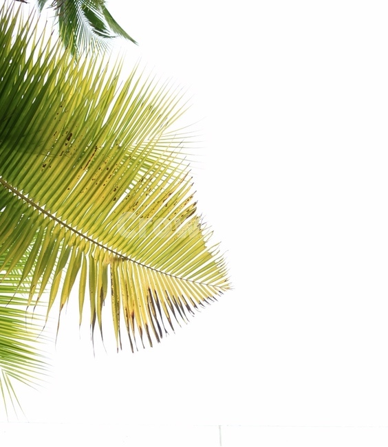 해난,리조트,야자,나무,보라카이,resort,palm,palmtree,tree,sea,beach,backgroung,배경,그린,초록,식물,자연,plants,nature