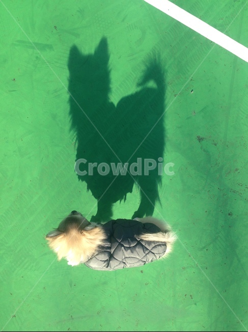 dogshadow,shadow,dog,강아지,반려견,그림자,강아지그림자