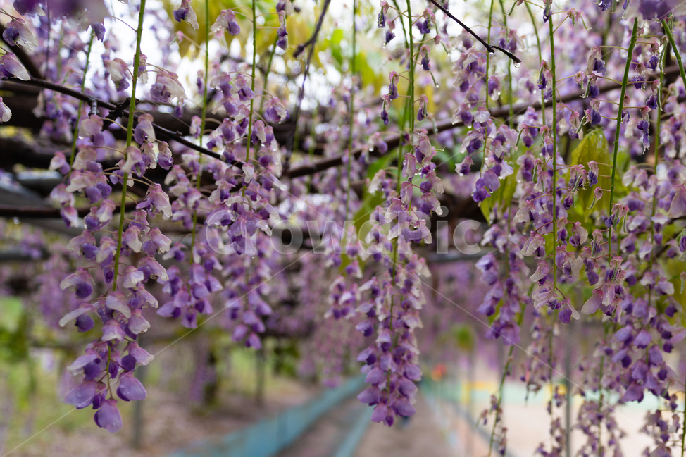 등나무꽃,보라색,풀,자연,등꽃,flower,식물,자연,plants,nature,꽃,flower