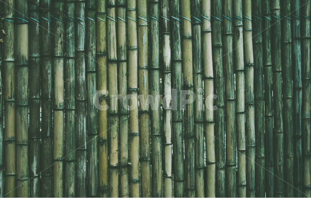 대나무,자연,숲,그린,확대,풍경,친화적,한국적,스타일,color,landscape,green,style,zoom,식물,자연,plants,nature,나무,trees,wood,텍스처,질감,패턴,texture,pattern