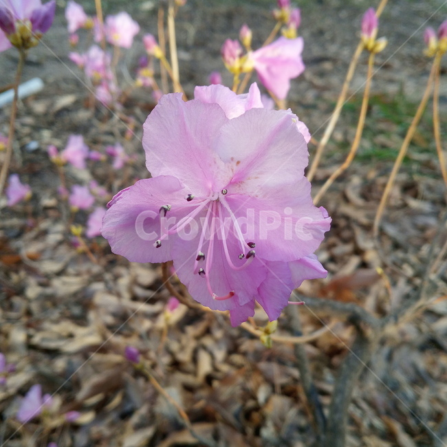 진달래,진달래꽃,꽃,봄,봄꽃,계절,식물,자연,연분홍,분홍,3월,만산홍,옥외,plants,nature,flower,plant,spring,springseason,blossom,koreanrosebay,outdoors