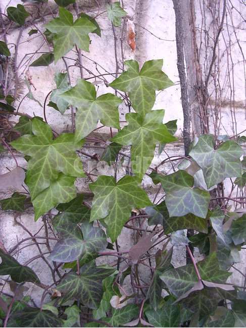 잎,식물,leaf,담쟁이넝쿨,담쟁이,아이비,ivy,식물,자연,plants,nature
