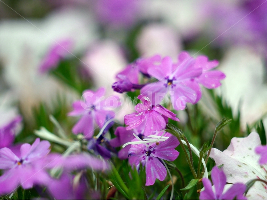 봄,자연,꽃,숲,여름,초록,분홍,봄,계절,spring,season,식물,자연,plants,nature,꽃,flower,geranium,제라늄,blossom,plant
