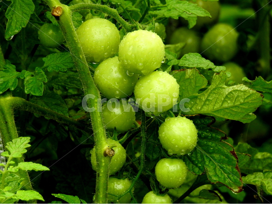식물,과일,열매,토마토,fruit,과일,열매,fruit