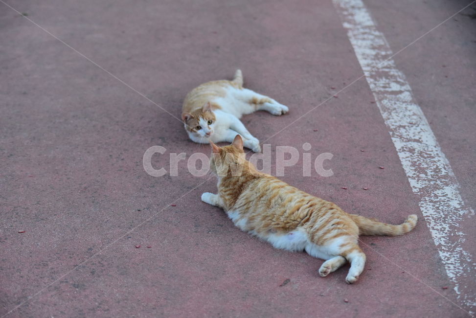 고양이,길고양이,길냥이,반려동물,동물,노랑이,야옹이,귀여운,줄무늬,포유류,animal,cat