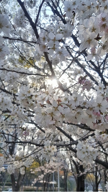 벛꽃,도심벚꽃,하얀벚꽃,봄,햇살,봄바람,살랑살랑,봄,계절,spring,season,식물,자연,plants,nature,꽃,flower,plant,blossom