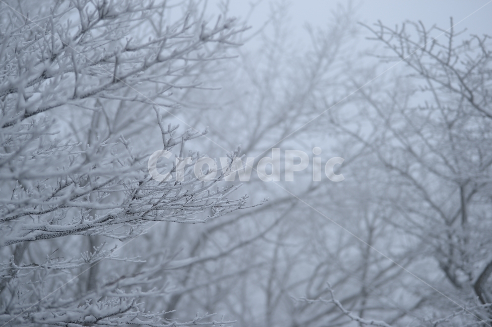 풍경,눈,눈꽃,자연,나무,겨울,나뭇가지,겨울,계절,winter,season,식물,자연,plants,nature