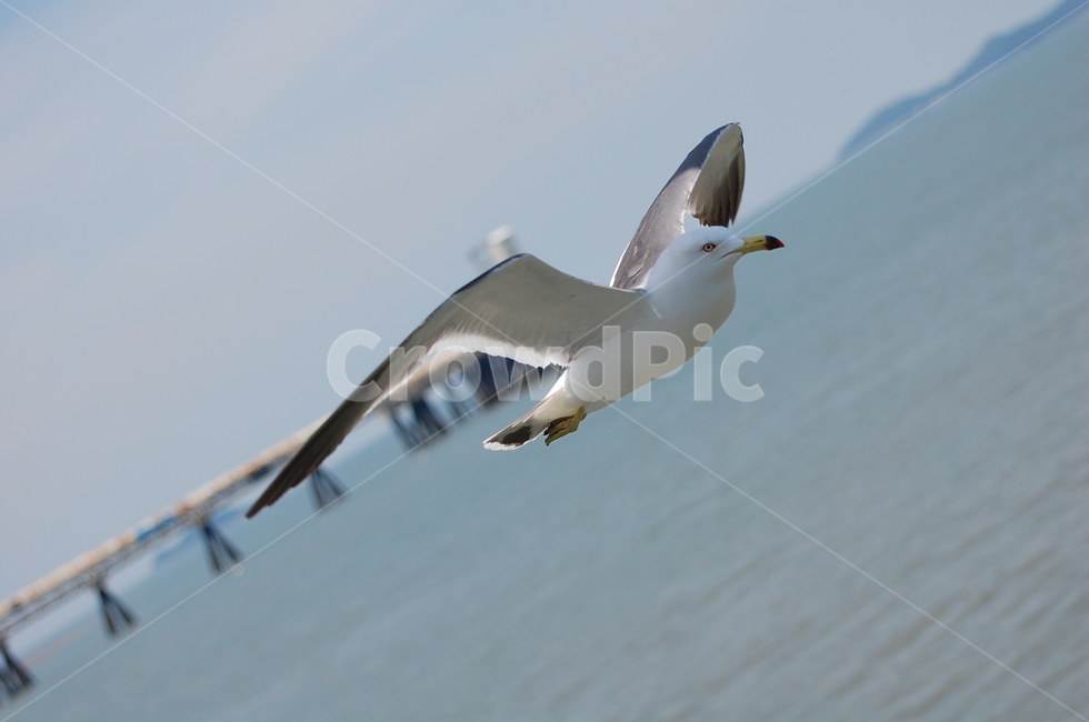 seagull,갈매기,bird,새,flying,동물,animal,동물,animal,조류,새,birds