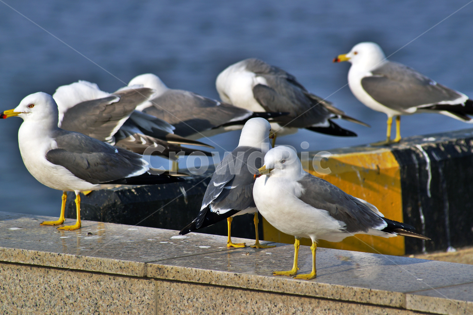 갈매기,조류,새,바다,commongull,seagull,동물,부리,동물,animal,조류,새,birds