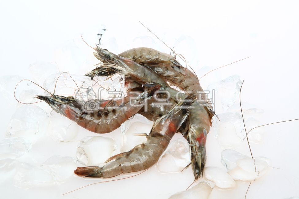 새우,흰다리새우,새우생물,새우재료,수산물,화이트새우,새우요리