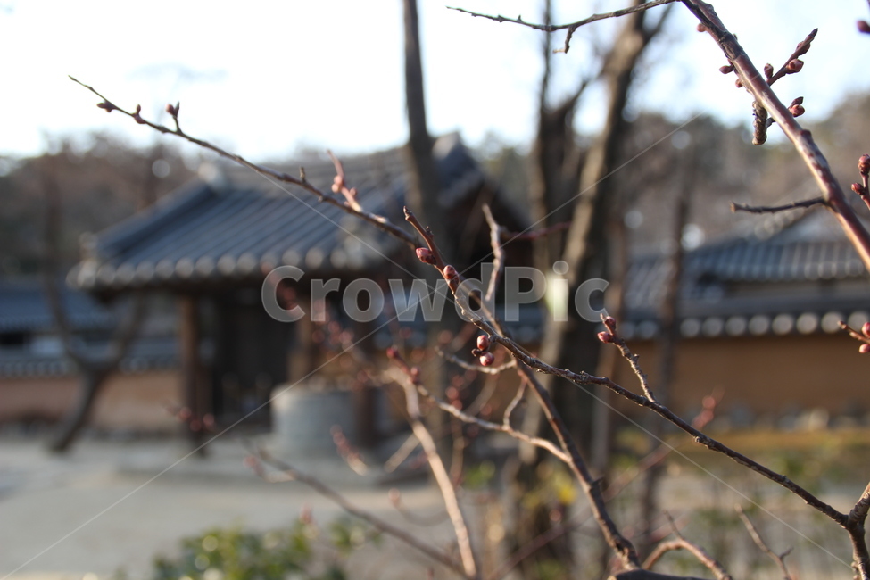 허난설헌생가,허난설헌,허균생가,허균,목조건축,고택,건축,한옥,기와,담장,강릉,대한민국,한국,heonanseolheonsbirthplace,heonanseolheon,heogyunsbirthplace,heogyun,woodenarchitecture,oldhouse,architecture,hanok,rooftile,wall,gangneung,republicofkorea,southkorea,식물,자연,plants,nature,나무,trees,wood