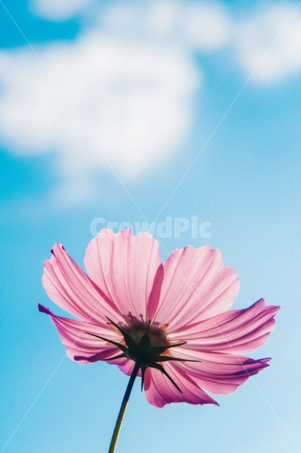 코스모스,황야코스모스,하늘,코스모스밭,꽃,가을,계절,fall,autumn,season,식물,자연,plants,nature,꽃,flower,감성,sensible,feeling,색깔,색상,색채,색감,color sense,color sensitivity,feeling of color,plant,blossom,daisy,데이지,daisies