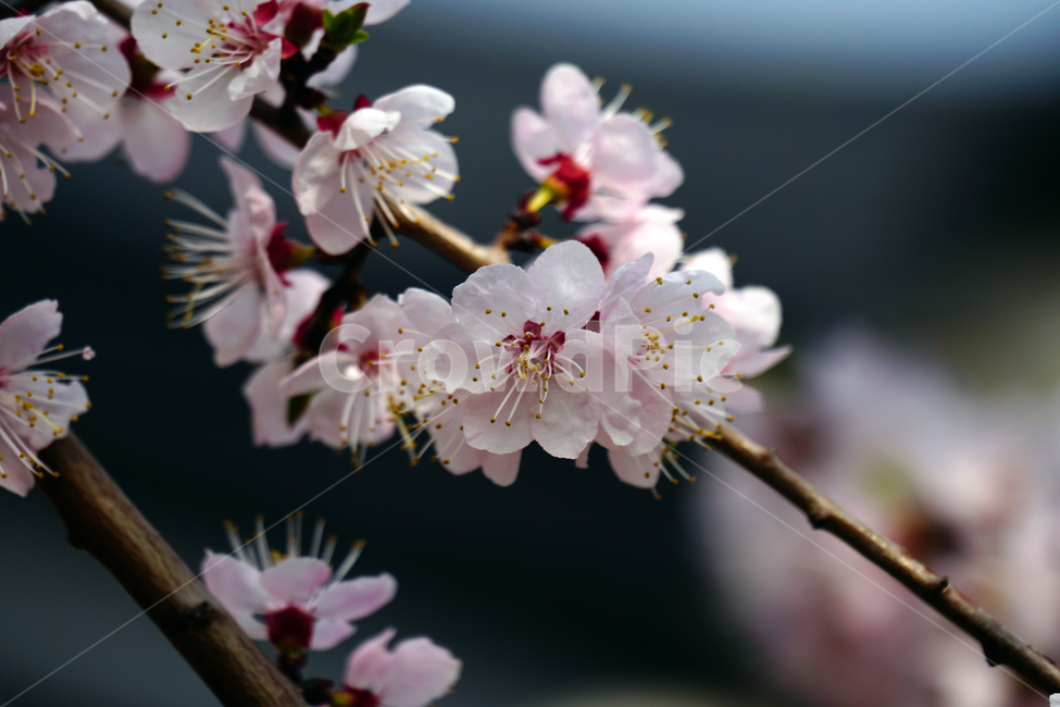살구나무꽃,봄꽃,한국자연,꽃,꽃사진,플라워,flower,봄,spring,식물,plants,자연,nature,풍경,landscape,계절,season,snap,스냅,접사,macro,closeup,클로즈업,감성사진,감성,힐링,healing,느낌,feel,feeling,꽃밭,화단,나무,나뭇가지,tree,꽃봉오리,4월,April,살구나무,살구꽃,봄,계절,spring,season,식물,자연,plants,nature,꽃,flower,plant,blossom