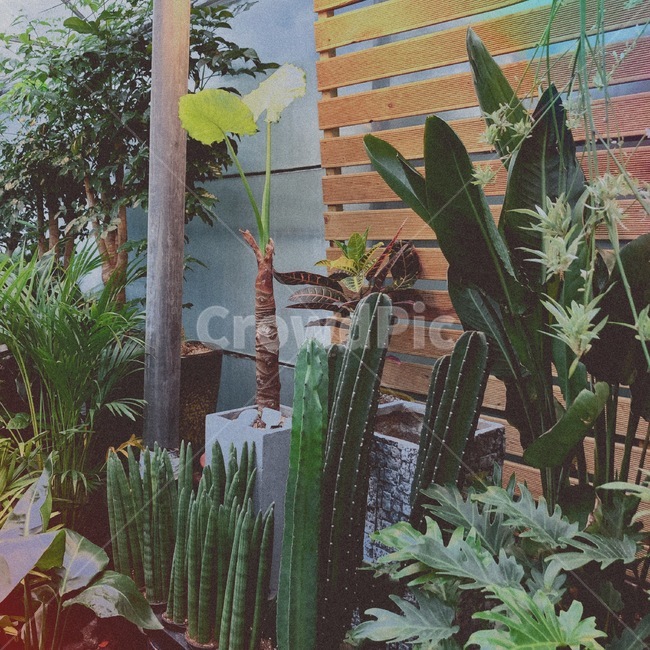 선인장,식물,나무,자연,스투키,식물원,cactus,green