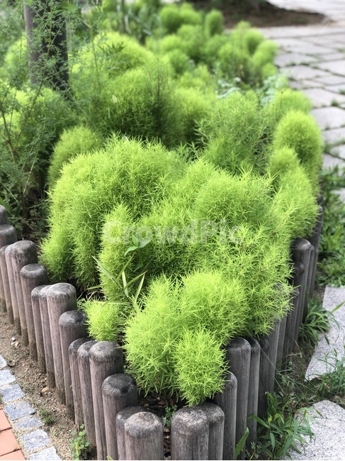 moss,이끼,plant,식물,leaf,잎,화분,식물,자연,plants,nature