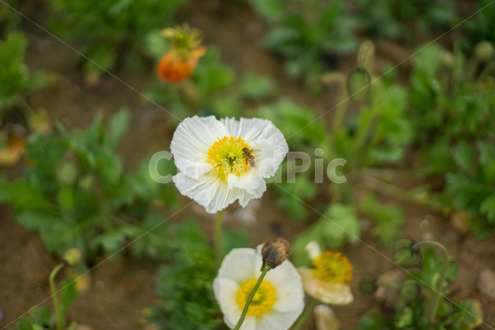 양귀비,봄,꽃,자연,식물,봄꽃,근접,식물,자연,plants,nature,꽃,flower
