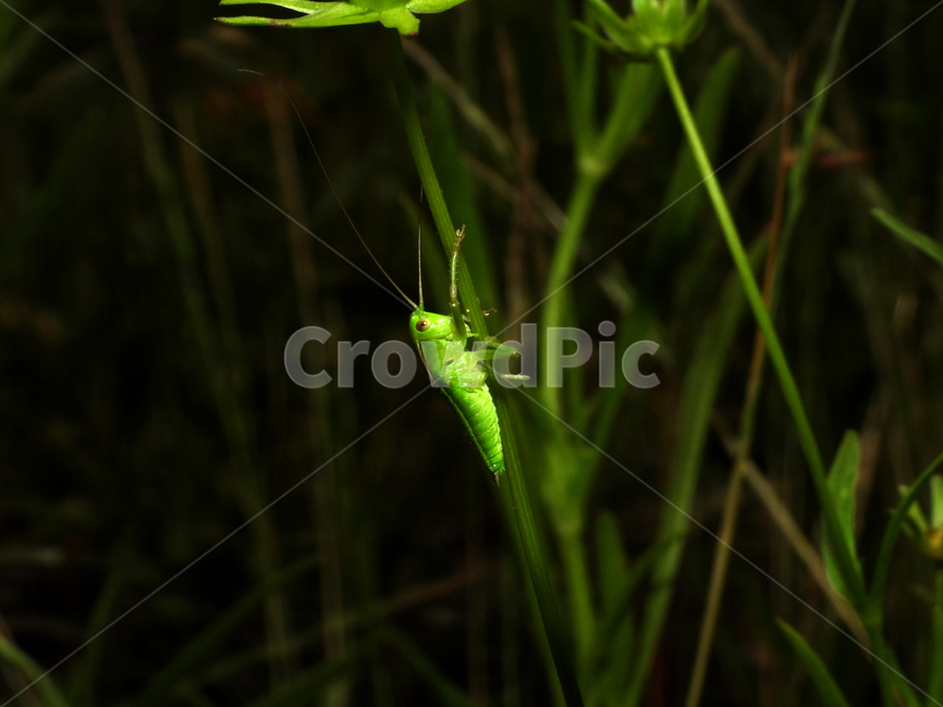자연,녹색,메뚜기,곤충,풀벌레,동물,곤충,벌레,insect,bug