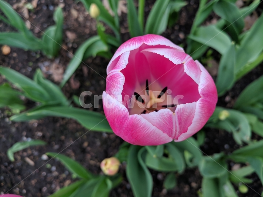 꽃,튤립,분홍꽃,봄꽃,개화,tulip,정원,분홍색,자연