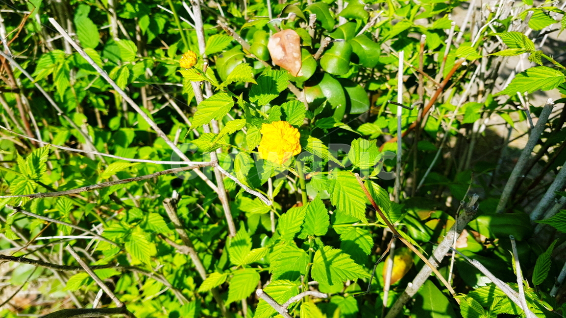 꽃,노란꽃,매화,황매화,봄꽃,식물,자연,plants,nature,꽃,flower