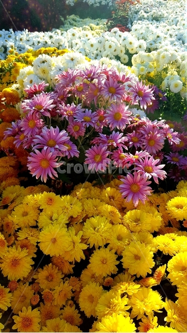 꽃,flower,blossom,국화,마산국화축제,plant,가을,fall