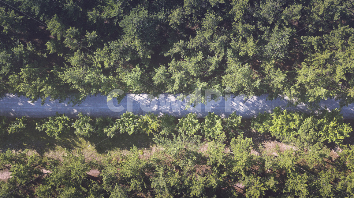 숲,도로,숲길,드론,자동차,길,자연,풍경,nature,landscape,plant,식물,bush,부시,vegetation,초목,tree,나무