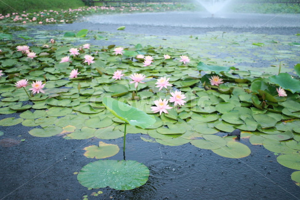 우중출사,장마,비방울,수련,물방울,반동,진동,식물,자연,plants,nature,꽃,flower,비,비오는날,rain,rainy