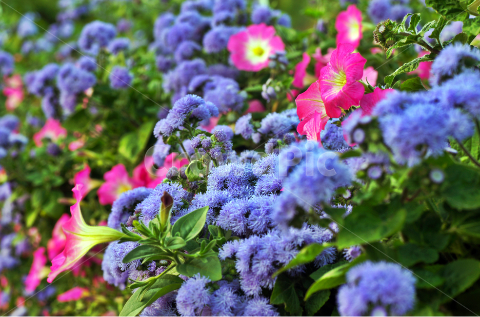 풀솜꽃,아게라텀,꽃,국화과,나팔꽃,불로,연보라,식물,자연,plants,nature,꽃,flower