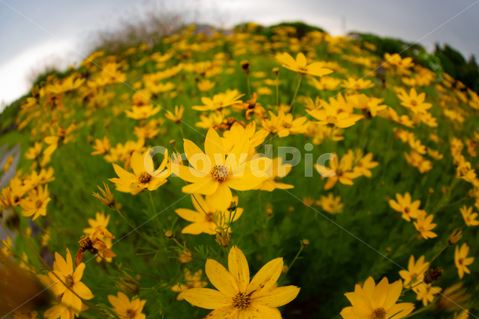 자연,꽃,노란꽃,풍경,식물,식물,자연,plants,nature,꽃,flower