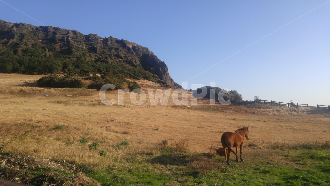 성산일출봉,서귀포,제주도,일출봉,자연,풍경,하늘,jeju,jejuisland,nature,landscape,jejuisland,자연,풍경,nature,landscape,한국자연풍경,한국자연경관,korea nature landscape,제주도,jeju,jeju island,동물,animal,포유류,mammal,outdoors,옥외