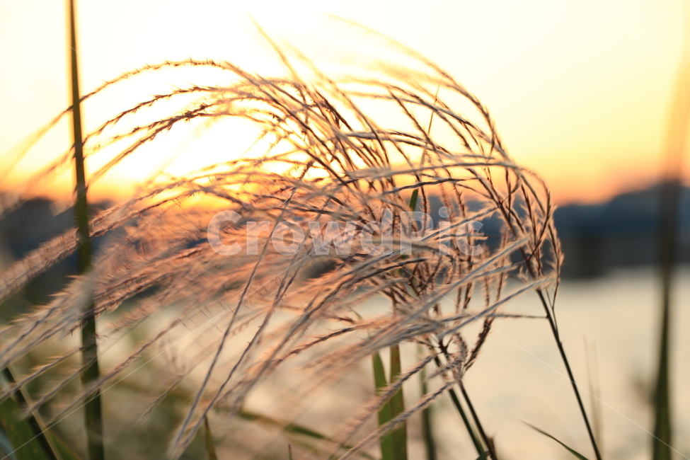 석양,갈대,억새,sunset,reed,가을,계절,fall,autumn,season,grass,잔디,plant,식물,lawn