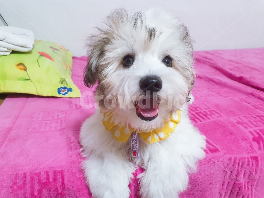 dog,개,pet,반려동물,강아지,지식이,웃는개,웃는강아지,혓바닥