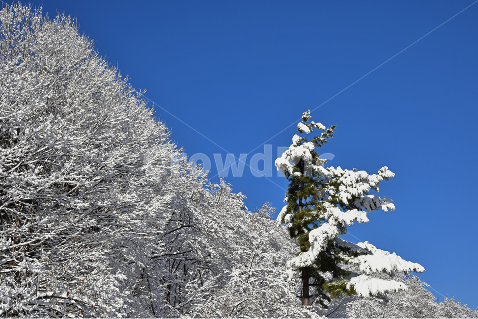 설경,snowylandscape,눈,첫눈,눈꽃,겨울풍경,snow,겨울,계절,winter,season,자연,풍경,nature,landscape,plant,식물,blossom,꽃,flower,tree,나무