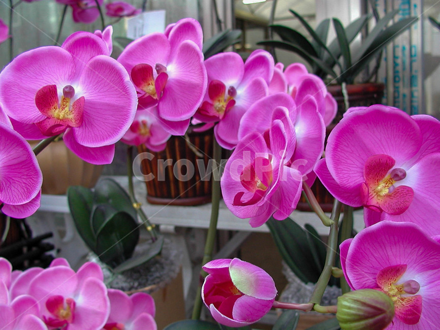 호접란,호접란꽃,팔레놉시스,식물,flower,blossom,plant,꽃,봄꽃,화분,다육이꽃,수석,돌