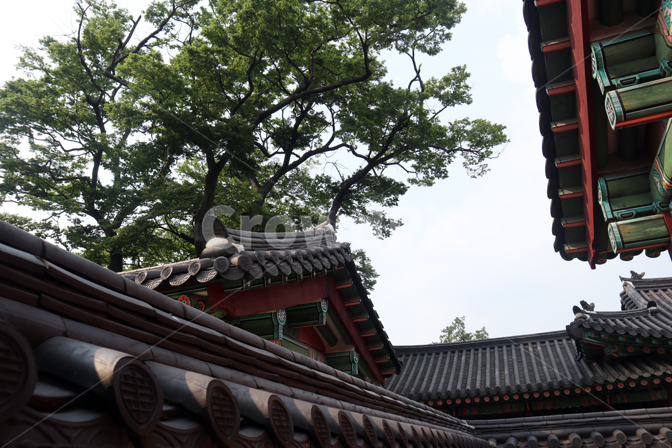 창덕궁,전통무늬,한국의궁,세계문화유산,문화유산,한국,건축물,건축외관,과거,기와,궁궐,서울,관광,단청,오방색,문화재,한국문화재,유형문화재,한국전통,하늘,야외,고궁,지붕,처마,한국랜드마크,랜드마크,한국관광지,한국명소,나무