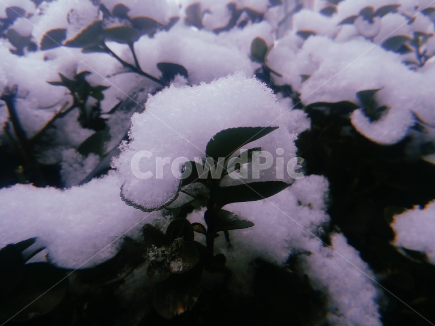 눈꽃,눈,필카,필름사진,눈송이,첫눈,필름