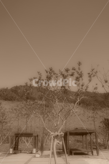 nature,자연,plant,식물,tree,나무,자연,풍경,nature,landscape,흑백,모노톤,monochrome,black and white